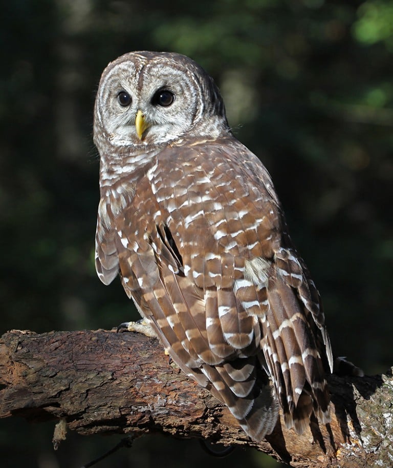 Charlotte's Birding Community on the Hobby's Explosion, Where to Spot ...