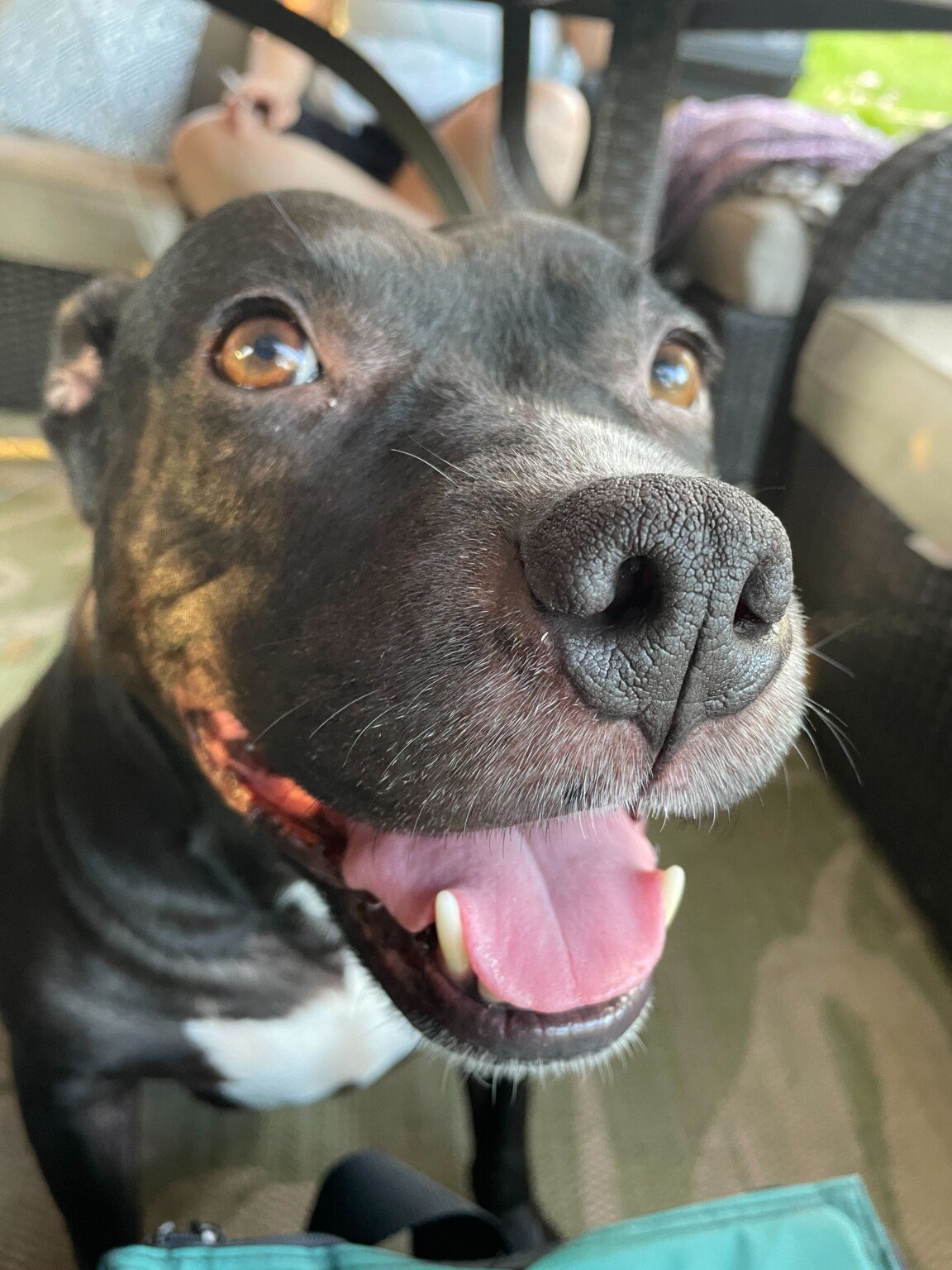 Charlotte Pit Bulls Need Our Help Charlotte Magazine