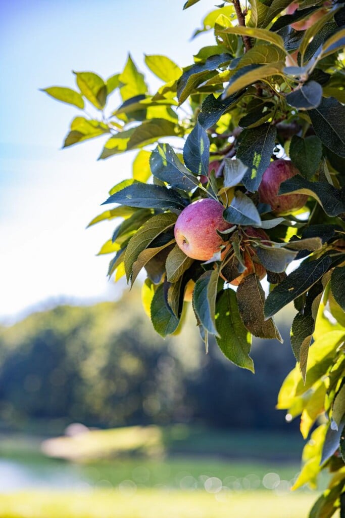 apple picking charlotte