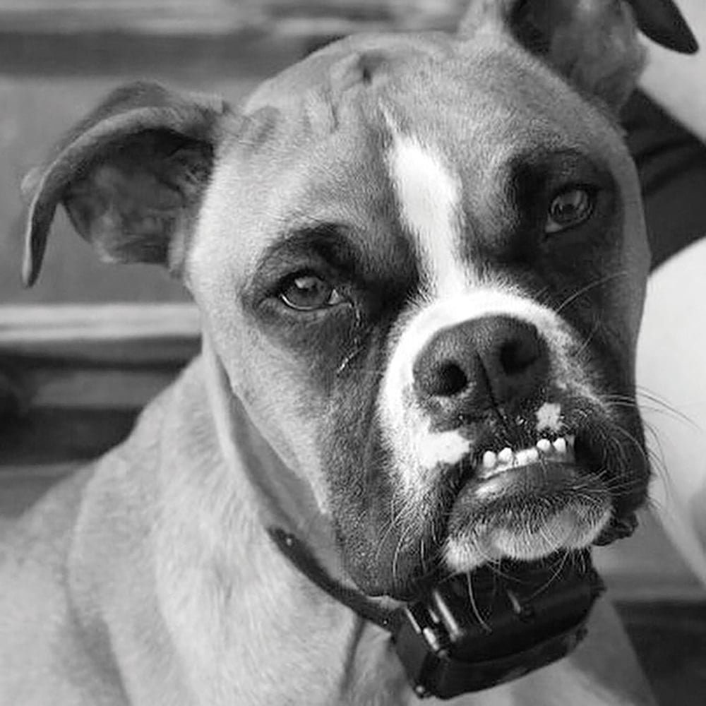 dog adoptions