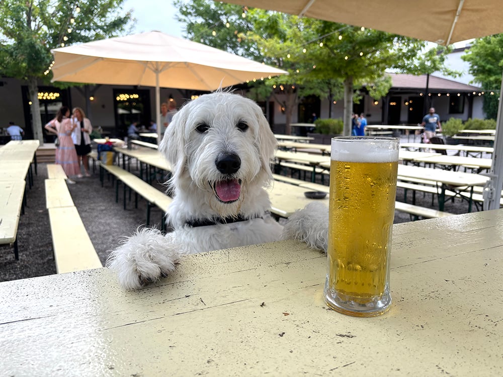 dogs breweries charlotte