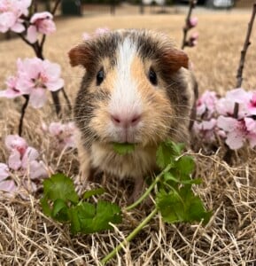 5732253 Liv Morgan Guinea Pig