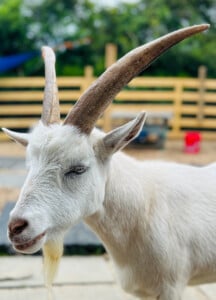 5725345 Wynter Goat