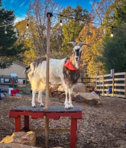 5725344 Ace Goat