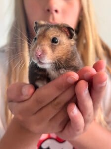 5732263 Mookie Hamster