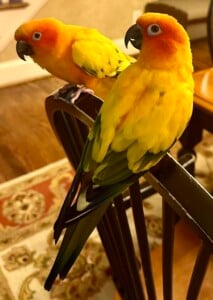 5732157 Sunny Sammy Sun Conure Parrots