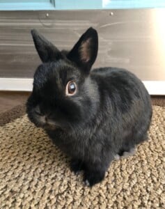 5732210 Benny Netherlands Dwarf