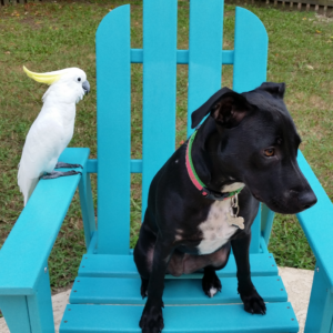 5725220 Eureka Bird And Lilybelle Dog Cockatoo And Lab Mix Rescue