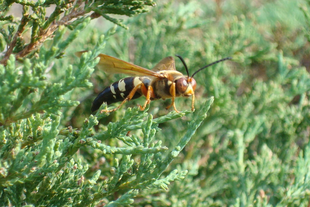 cicada killer stinger