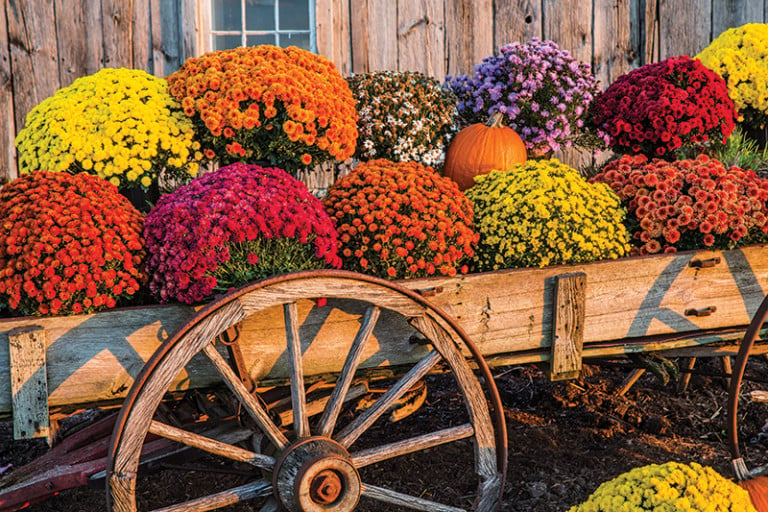 How to Display Your Mums This Fall - Charlotte Magazine