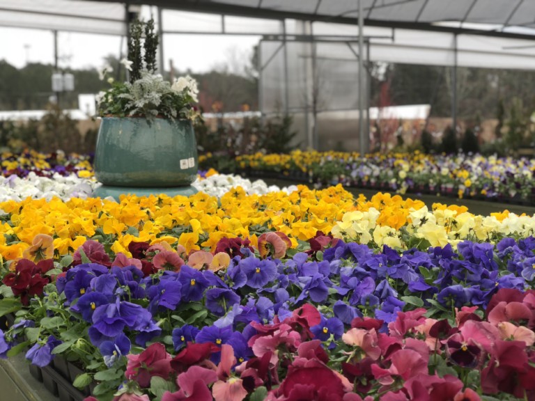 Pike Nursery Opens in Lake Norman Tomorrow with Plant Discounts