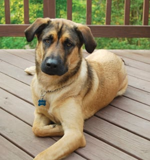 Meet Hank, the adorable stray dog who has become the Brewers