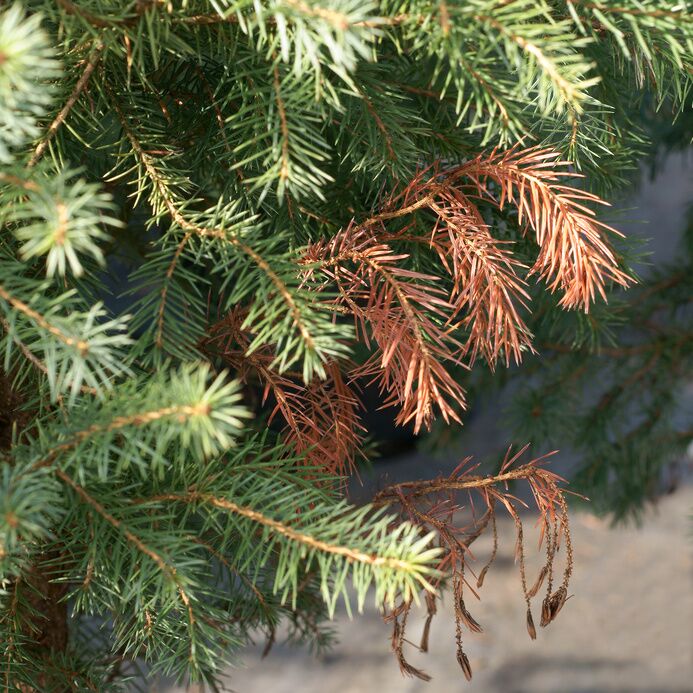 Why are my pine trees turning brown? - Christmas Trees