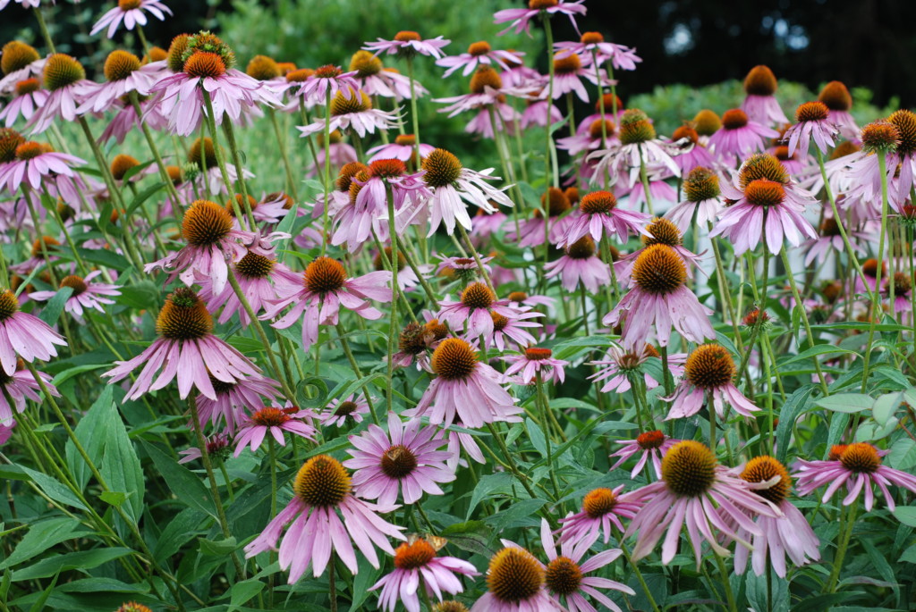 Summer Blooming Perennials Charlotte Magazine