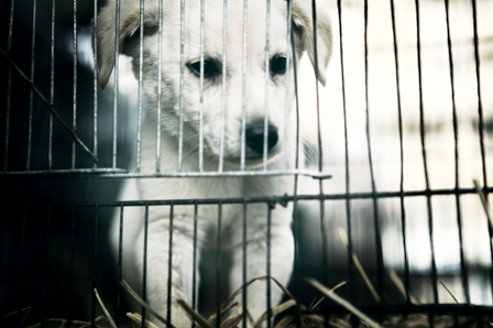 which state has most puppy mills