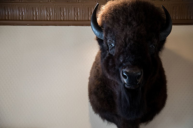 The Bison