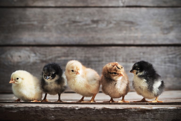 5 Things to Know About Owning Chickens in the City Charlotte Magazine