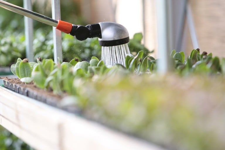 How to Know if You're OverWatering Your Plants Charlotte Magazine