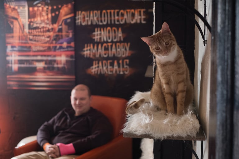 NoDa’s Mac Tabby Cat Café Part Coffee Shop, Part Rescue Mission