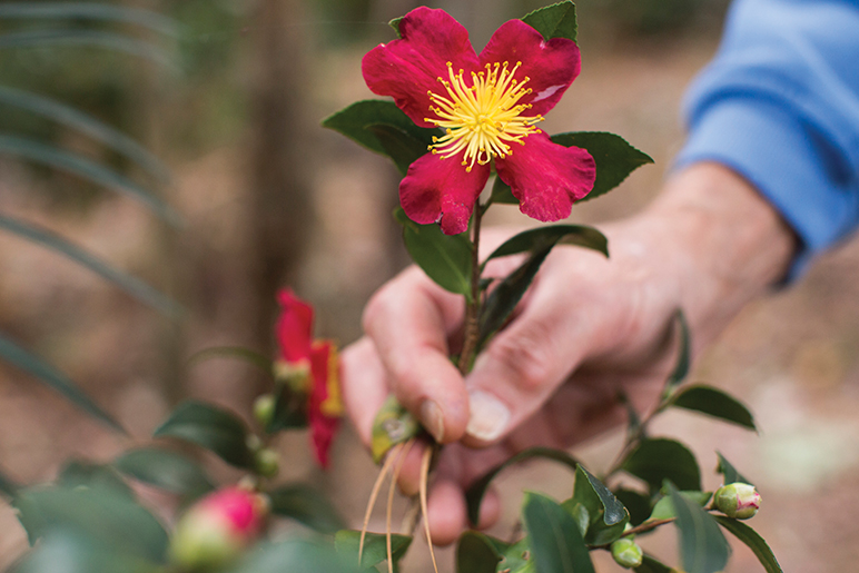 Plant These Winter Flowers for Gorgeous Color - Charlotte Magazine