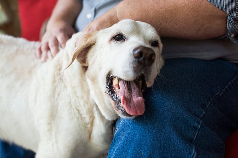 How To Make A Fascinating Spin-out Dog Treat Game - The Owner-Builder  Network