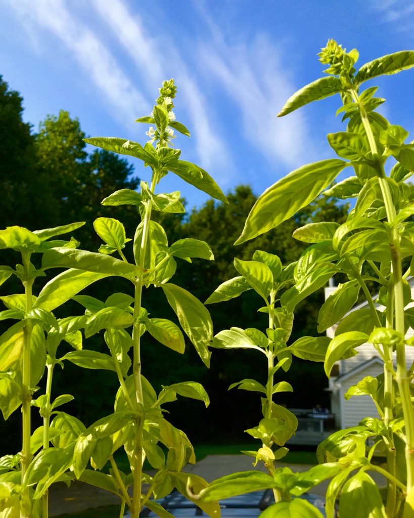 What Should I Do With My Basil Besides Make Pesto Charlotte Magazine