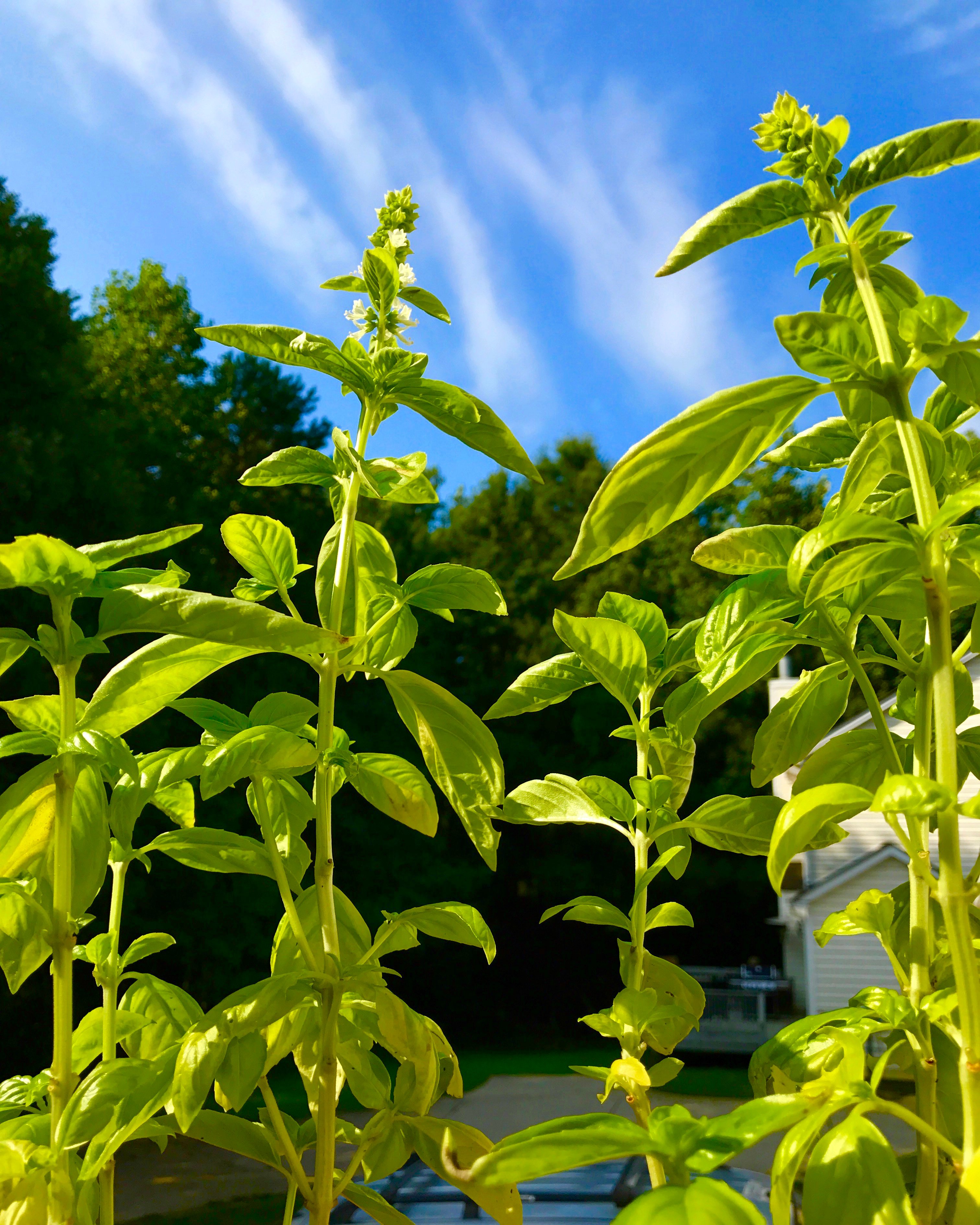 What Should I Do With My Basil Besides Make Pesto Charlotte