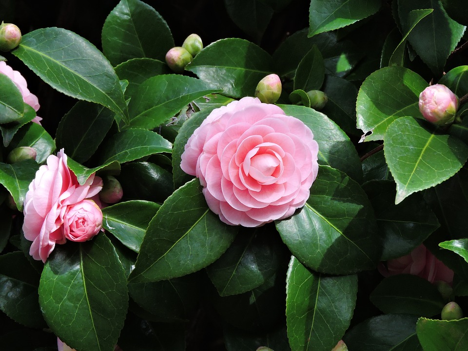 Beautiful Winter Flowers you can grow all Winter from Lovely Floral