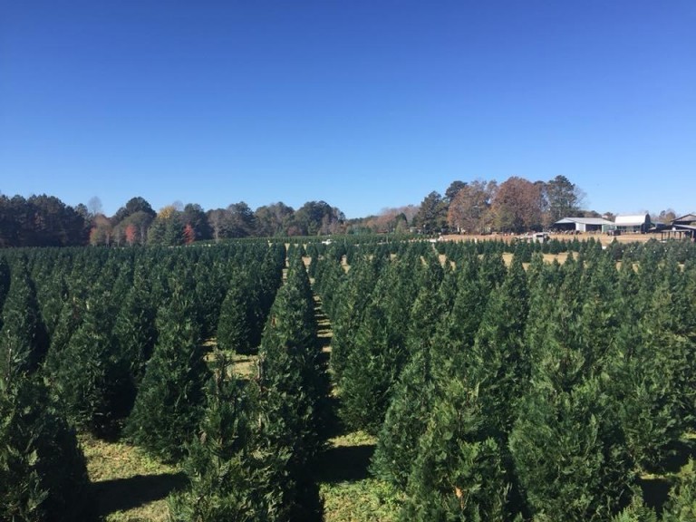 5 CutYourOwn Christmas Tree Farms, an Hour or Less From Charlotte