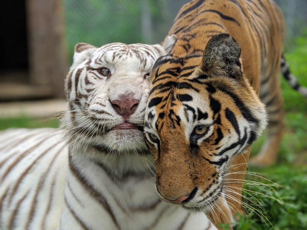 made some white tiger phone wallpapers : r/bengals