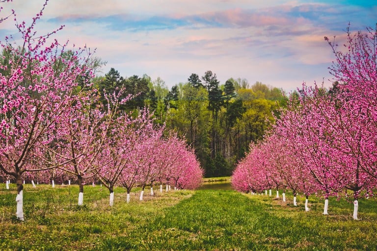 All About Agritourism Get Educated at One of These Carolina Farms