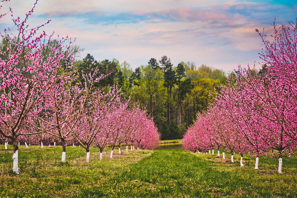 Millstone Creek Orchards Credit Kellie Hicks 2