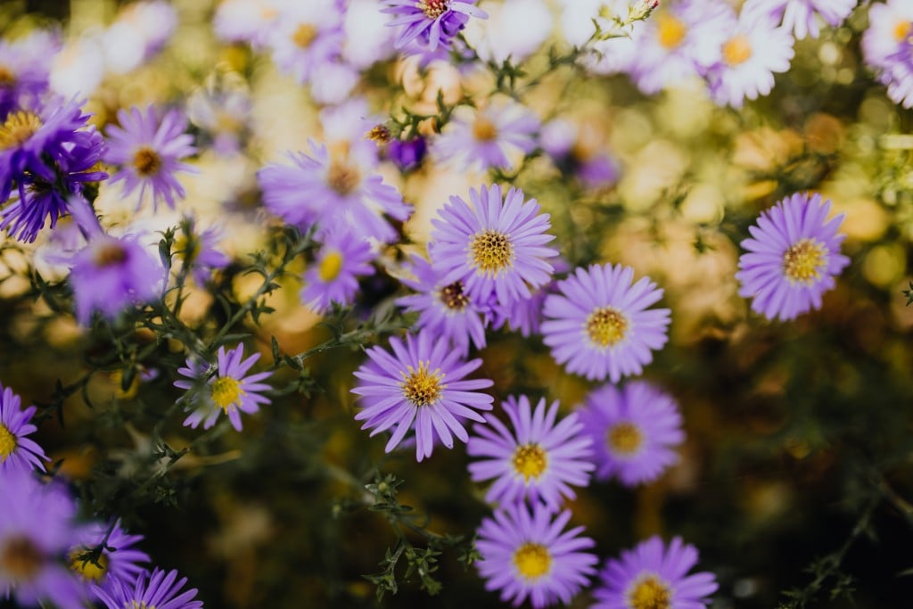 Purpleflowers