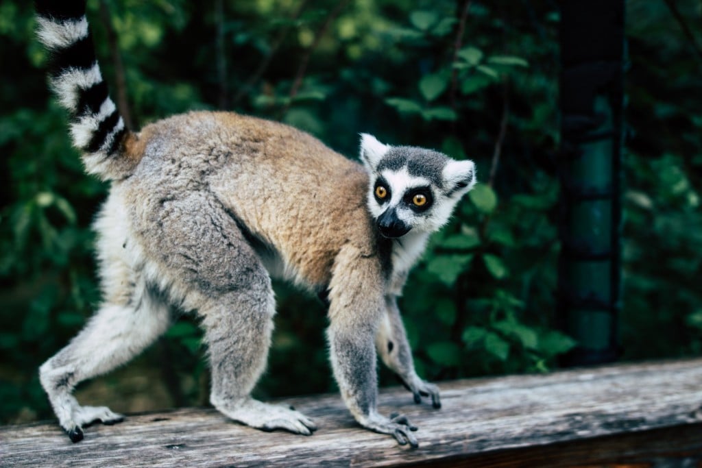 How To Visit The Duke Lemur Center This Summer