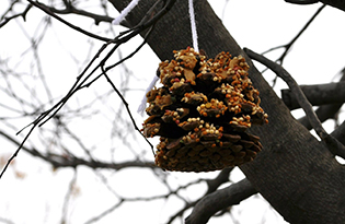 Pine Cone Bird Feeder