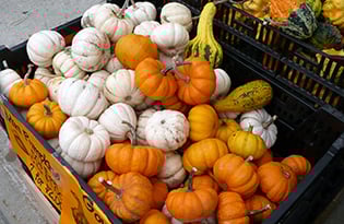 Squash315