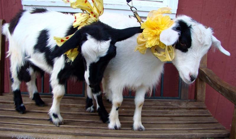 Goatswithbows