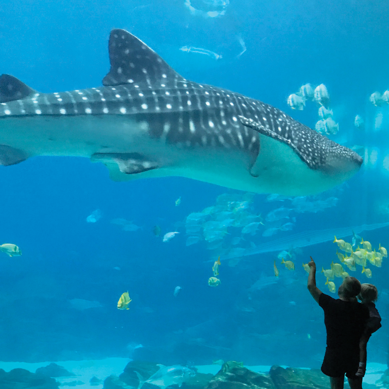 Visit the Aquarium in the Heart of Atlanta Charlotte Parent