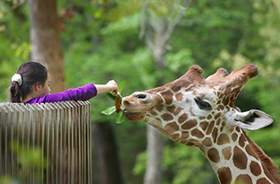 Nc Zoo Giraffe Deck