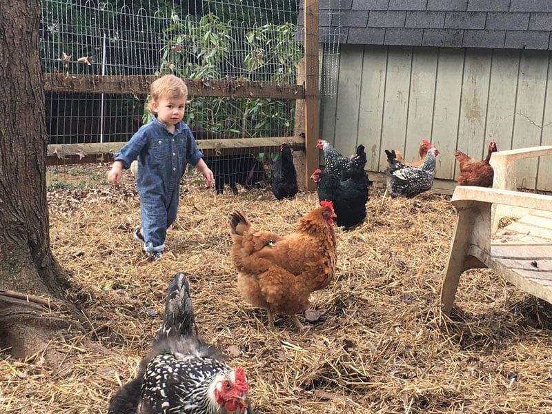 Raising Chickens In Charlotte