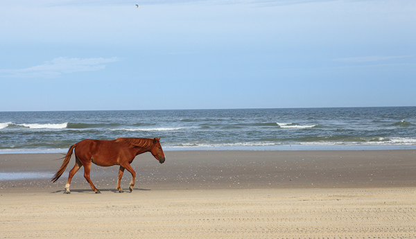 Wildhorsewalkingoncarovabeach