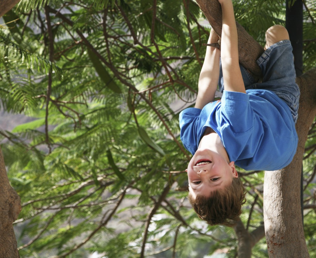 Boyintree