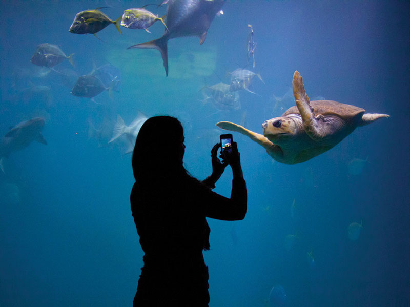 Explore the Virginia Aquarium & Marine and Science Center