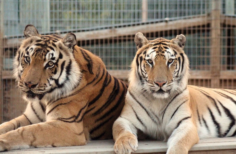 Tigerworld Tigers