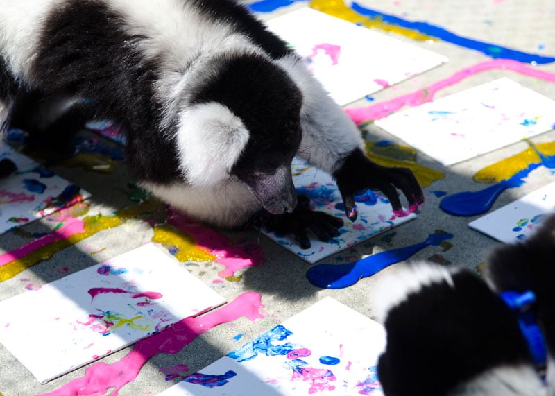 Painting With Lemurs July 201601