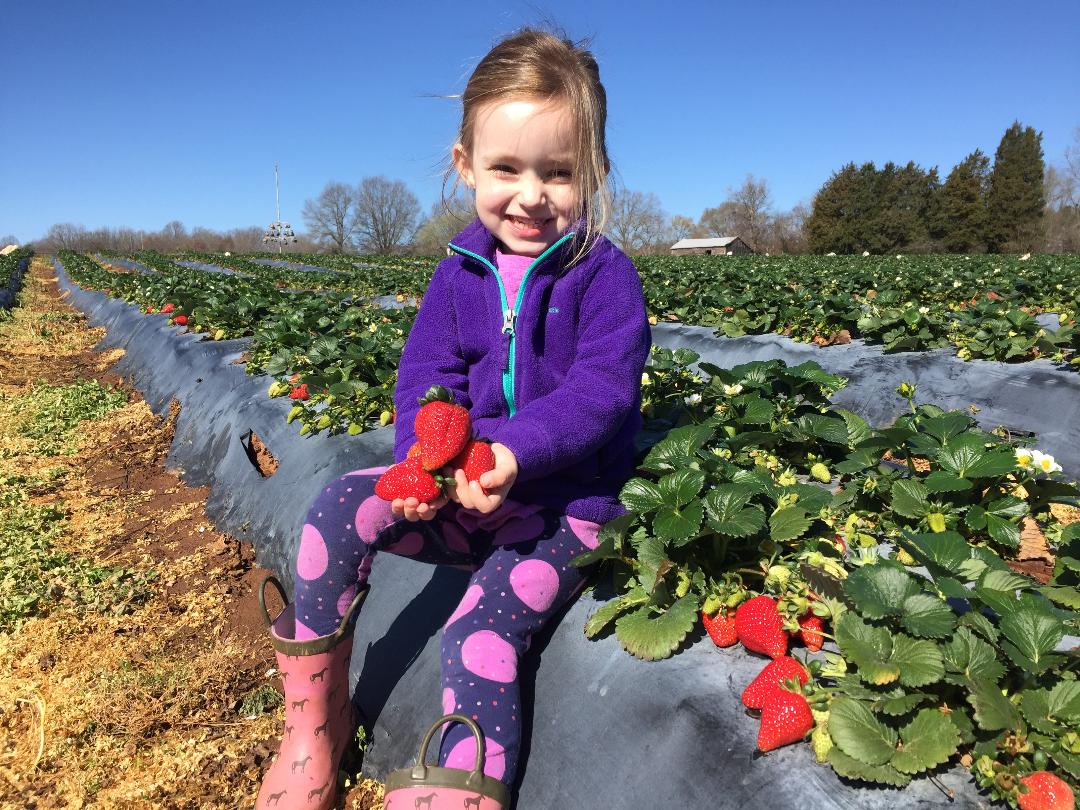 Where to Pick Strawberries in Charlotte