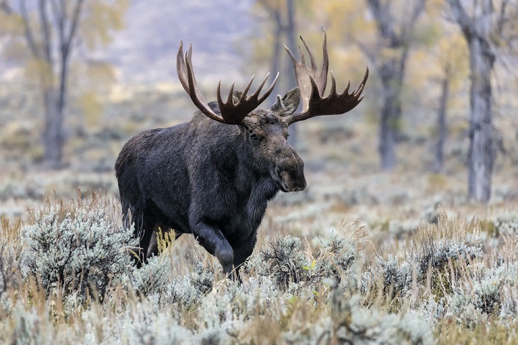 Why 2020 Is The Year Of The Moose