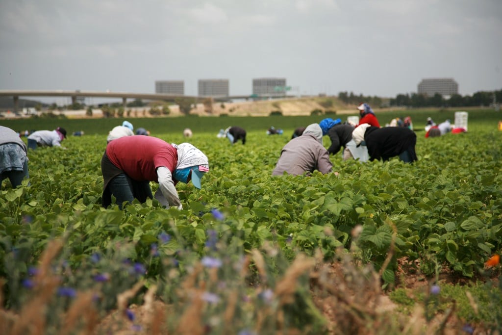 Unidentifable,workers,pick,green,beans,in,a,field