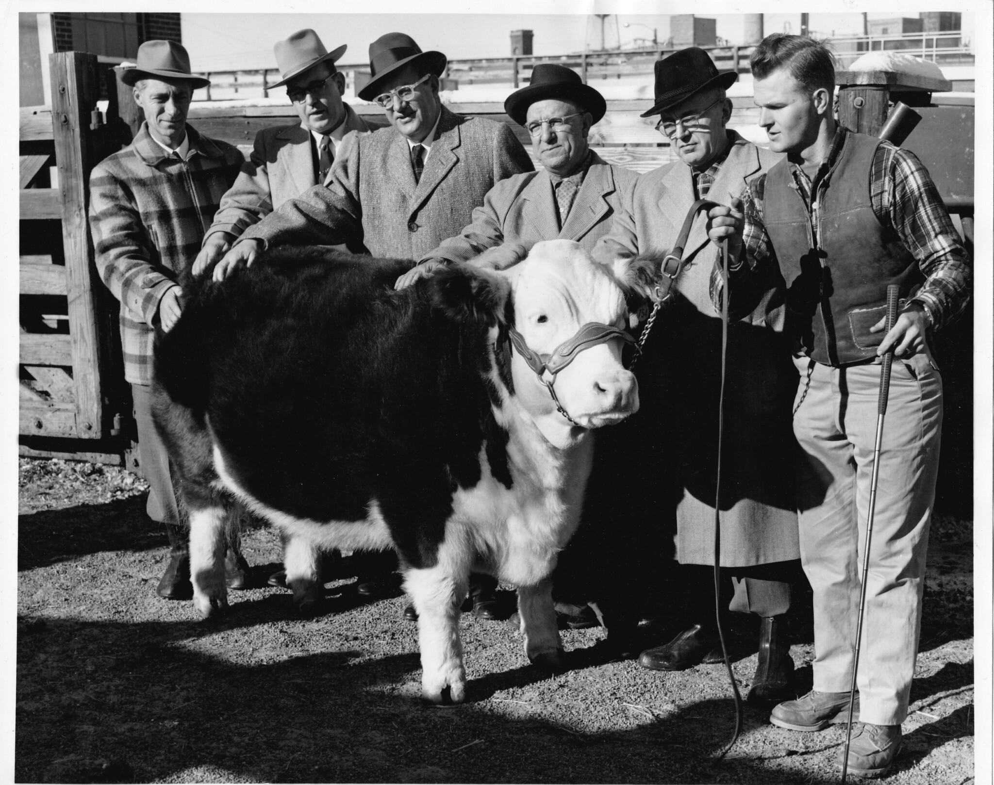 77th Annual Steer Showing At The Brown Palace Hotel - Colorado 