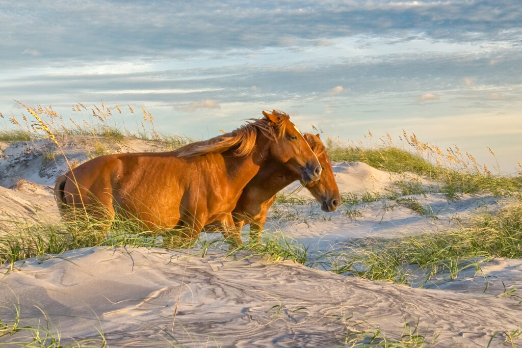 Horses 1536x1025